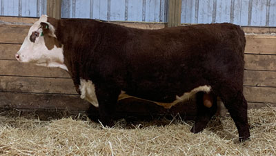 Fossay Herefords For Sale