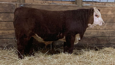 Fossay Herefords For Sale