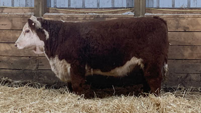 Fossay Herefords For Sale