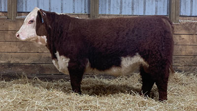 Fossay Herefords For Sale