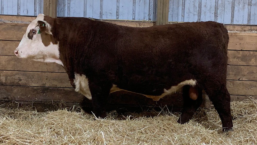 Fossay Herefords For Sale