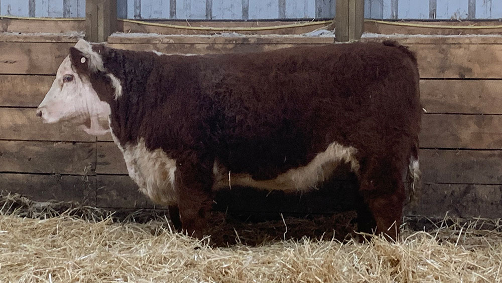 Fossay Herefords For Sale