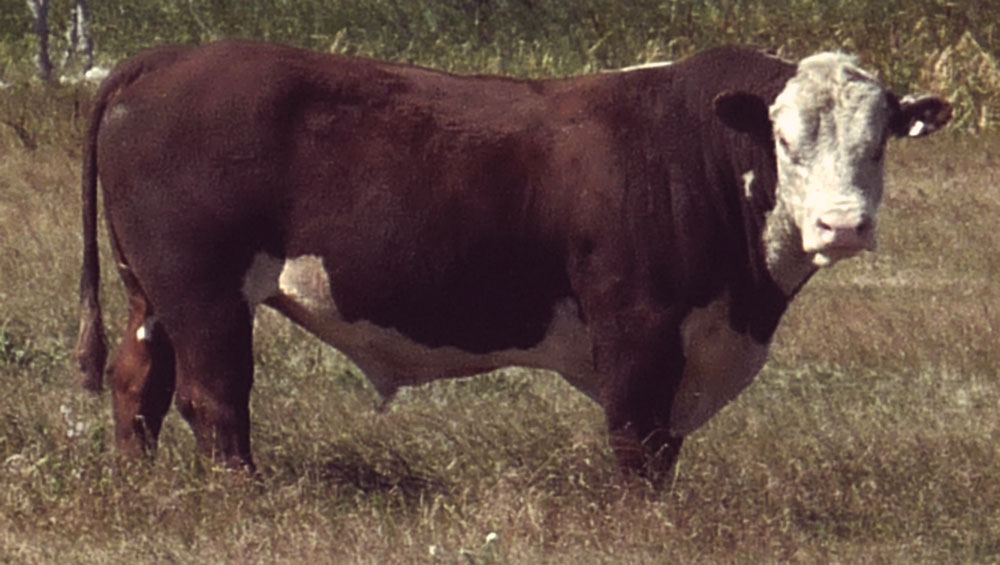 Fossay Herefords