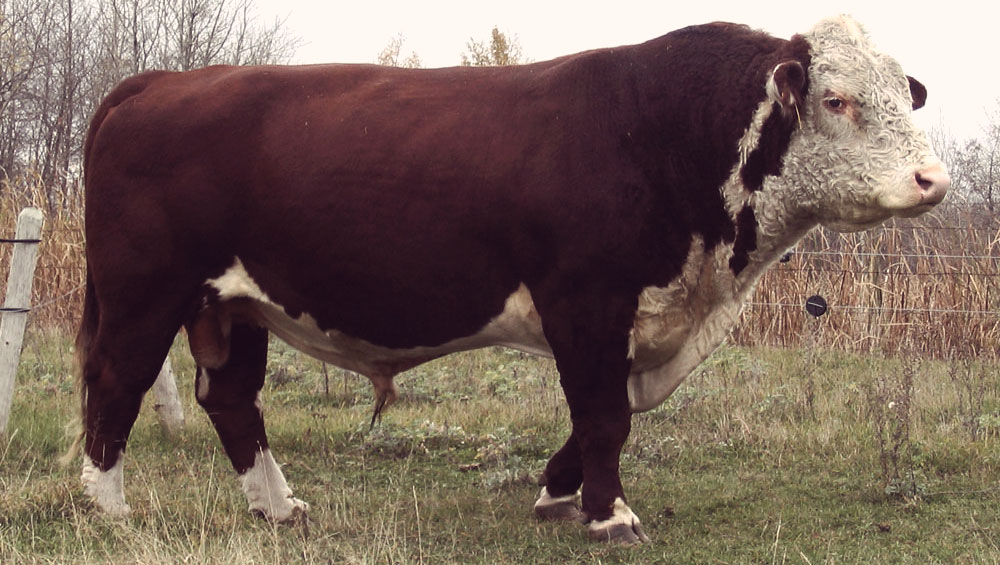 Fossay Herefords
